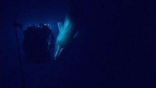 These Scientist Nerds Freaking Out Over a Sperm Whale Are the Cutest